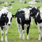 Γρίπη των πτηνών: Ανησυχίες ότι εξαπλώνεται «σιωπηλά» ανάμεσα στις αγελάδες