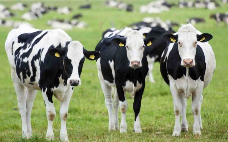 Γρίπη των πτηνών: Ανησυχίες ότι εξαπλώνεται «σιωπηλά» ανάμεσα στις αγελάδες