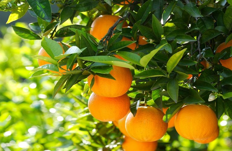 Ανεξάρτητη Ομάδα Παραγωγών Αργολίδας: Δεν έχει γίνει απολύτως τίποτα στα σοβαρά θέματα των αγροτών