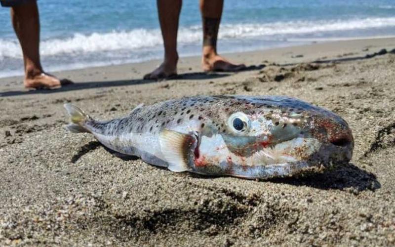 Kαλοκαίρι 2026: Στα Σαγόνια του Λαγοκέφαλου