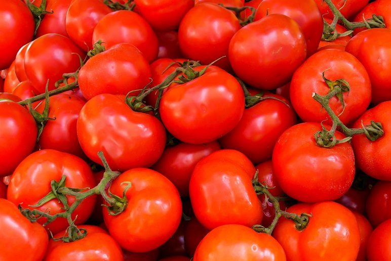 Στα όριά τους οι καλλιεργητές τομάτας