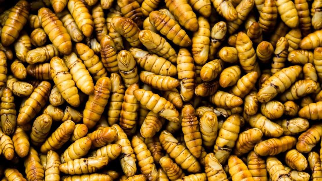 Η οικογένεια Σαράντη της Όλυμπος επενδύει στα...έντομα!!