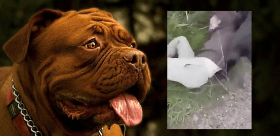 Βίντεο: Η στιγμή που πατέρας «υποδέχεται» μαζί με… τα σκυλιά του άνδρα που θα «συναντούσε» την 12χρονη κόρη του