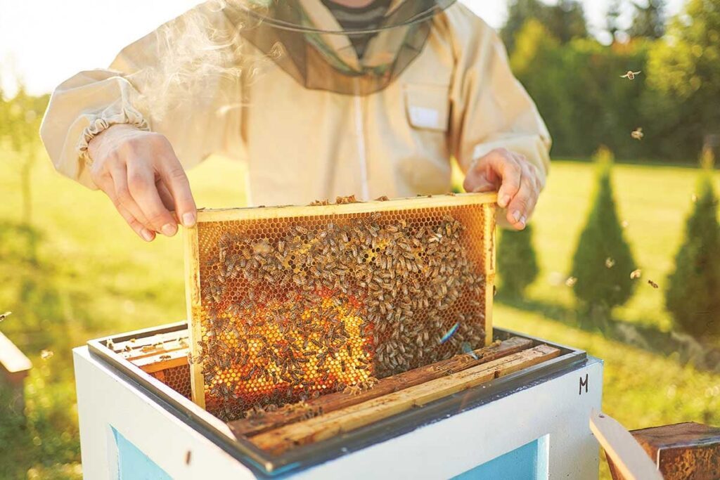 Καταγγελίες για νέο σκάνδαλο με κοινοτικές ενισχύσεις στη βιολογική μελισσοκομία