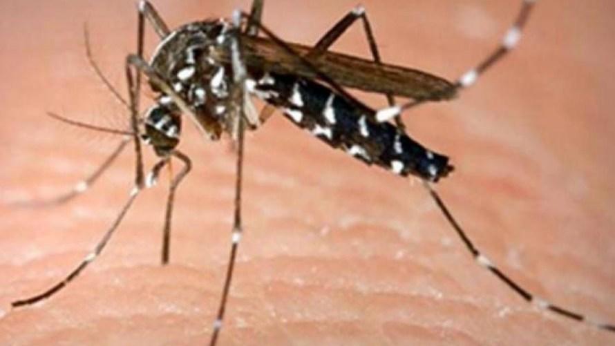 Συναγερμός: Ο ιός chikungunya εξαπλώνεται ταχύτατα στη νότια Ευρώπη