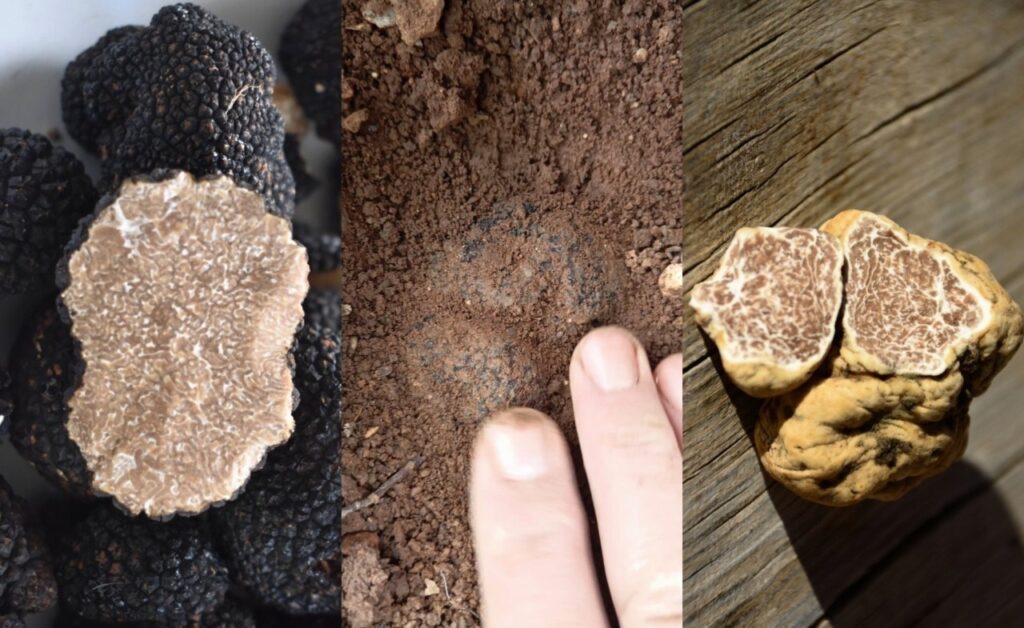 Τρούφα made in Greece: Το υπόγειο χρυσάφι που βάζει η χώρα…