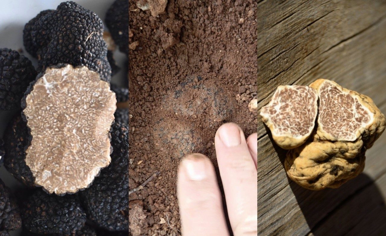 Τρούφα made in Greece: Το υπόγειο χρυσάφι που βάζει η χώρα...