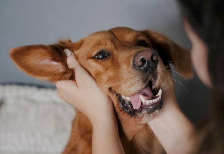 Νέοι κανόνες για τα ζώα συντροφιάς που ταξιδεύουν στην ΕΕ
