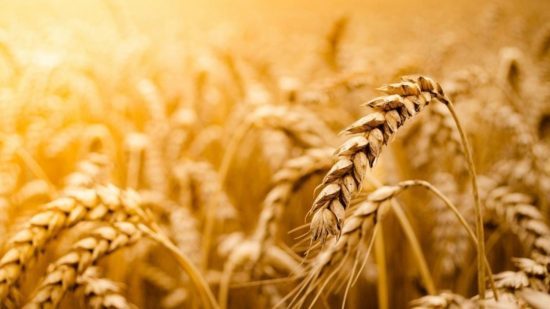 Σιτάρι: Στο υψηλότερο επίπεδο διετίας